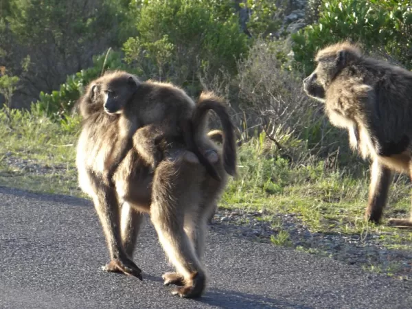 Baboons on Cape Peninsula