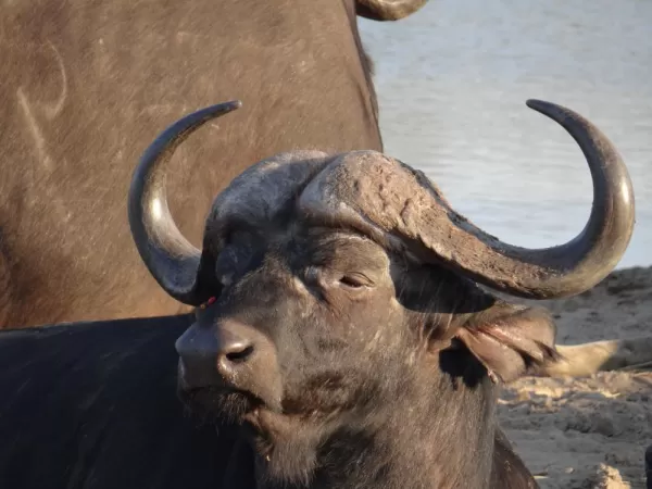 Water Buffalo at Thornybush Reserve