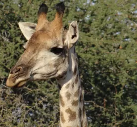 Giraffe at Thornybush Reserve