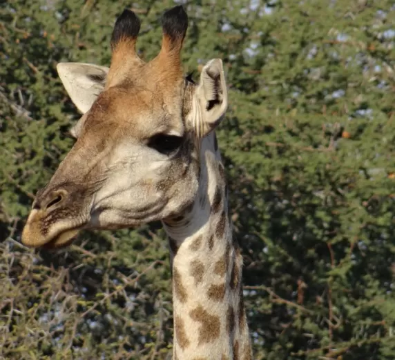 Giraffe at Thornybush Reserve