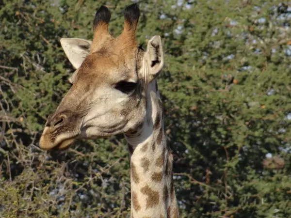 Giraffe at Thornybush Reserve