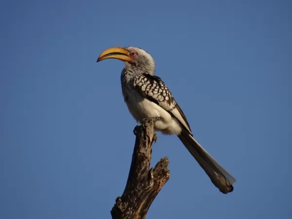 Red Billed Hornbill at Thornybush Reserve