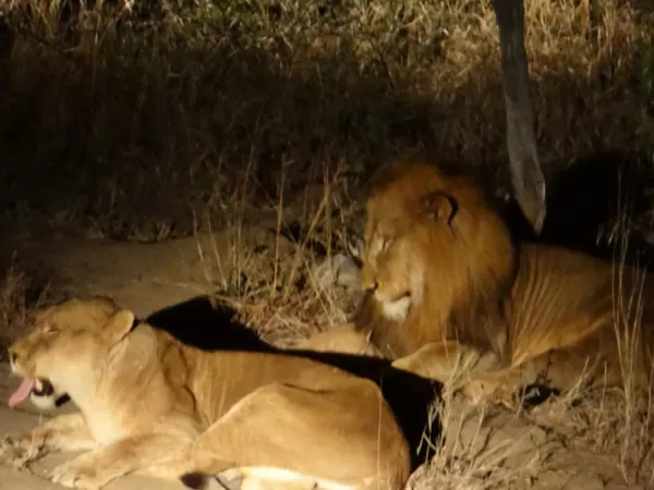 Lions by Spotlight at Thornybush Reserve