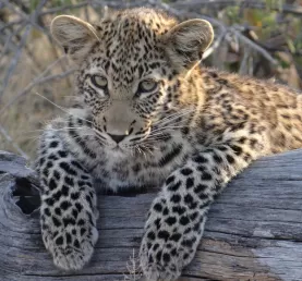 Leopard Cub Thornybush Reserve