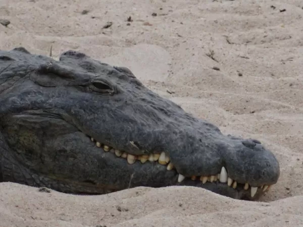 Crocodile in Sabi Sands Reserve