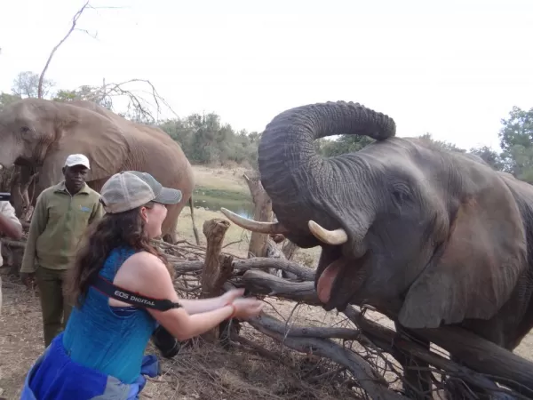 Feeding elephant at the Elephant Encounter Victoria Falls