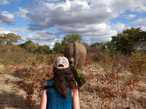 Walking with the elephants, Elephant Encounter Victoria Falls