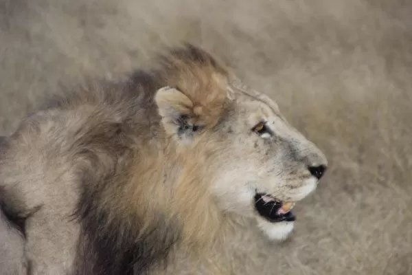 Lion in Sabi Sands Reserve
