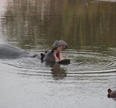 Hippos on our Zambezi River cruise