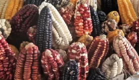 55 varieties of corn