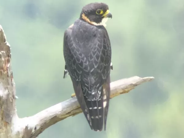 Rare orange breasted falcon