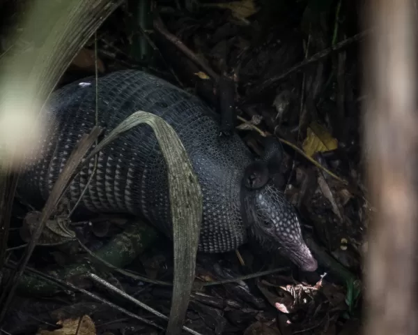 Armadillo at Pook's Hill Lodge