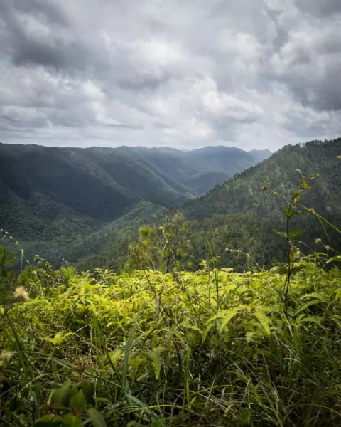 Mountain Pine Ridge in Belize