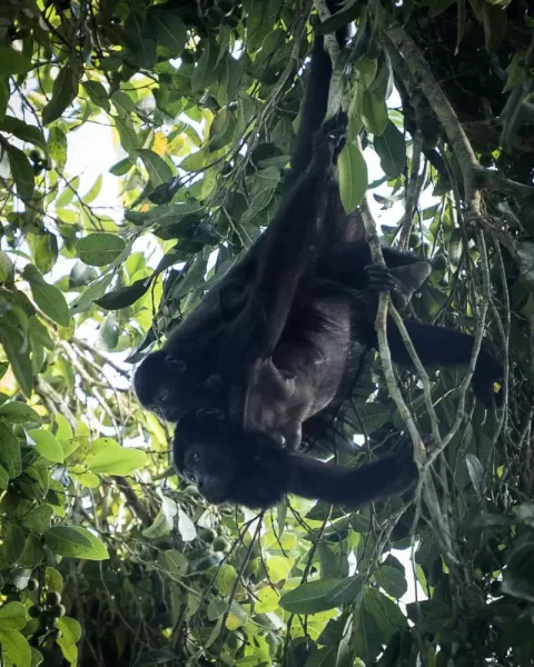 Howler monkeys in Belize