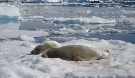 Resting on the ice