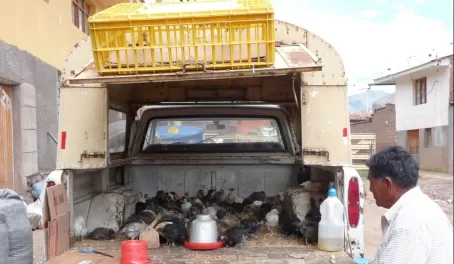 Man selling chicks out of his truck at Urubamba market