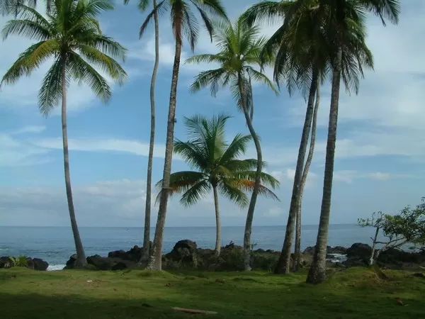 Palm tree trio