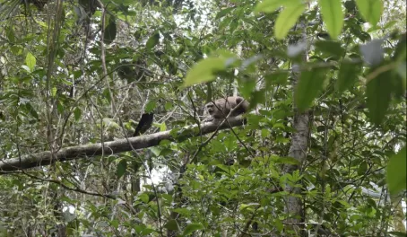Monkey species 1 of 5 spotted in the jungle.