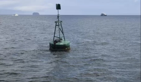 Sea lion, keeping boats in line