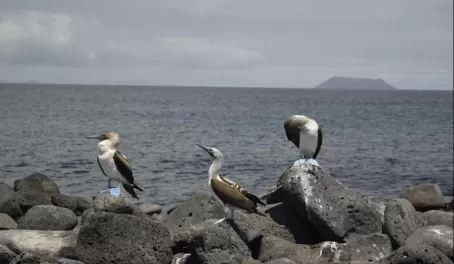 Booby mid-fancy dance vying for some affection