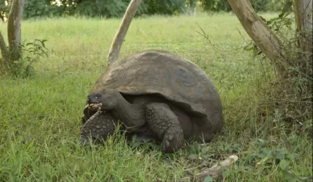 On the other side of the tunnel, we found a dinosaur - first giant tortoise spotted!