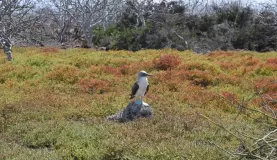 Majestic blue footed booby