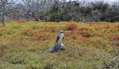Majestic blue footed booby
