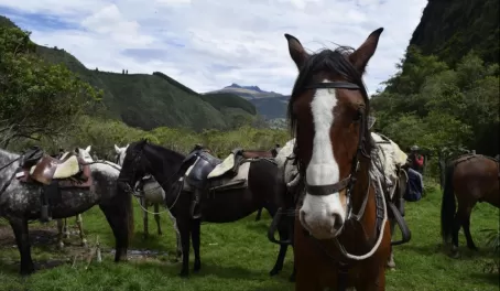 Horses get a rest while we visit with the condors