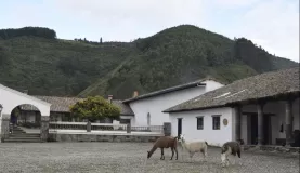Llamas grazing in the courtyard