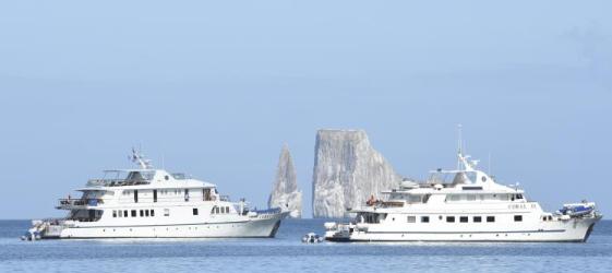 Corals sailing together