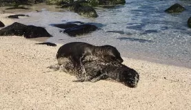 Babies playing!