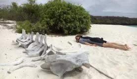 A beached whale.....skeleton