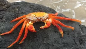 Such colorful crabs!
