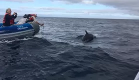 We followed a school of dolphins for 30 minutes!