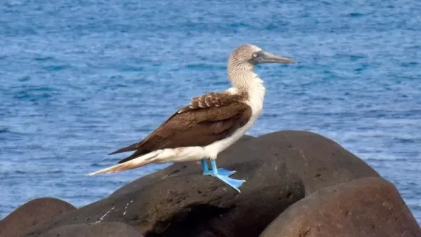 Blue-footed boobies, gotta check them off the list!