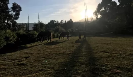 Breakfast with the horses