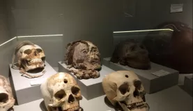 Ancient Peruvian Skulls