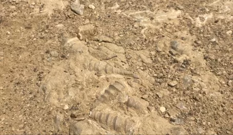 Fossilized Seashells in the desert