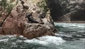 Seals of Ballestas