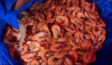 Shrimp at the market