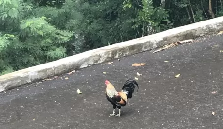 Wild rooster!