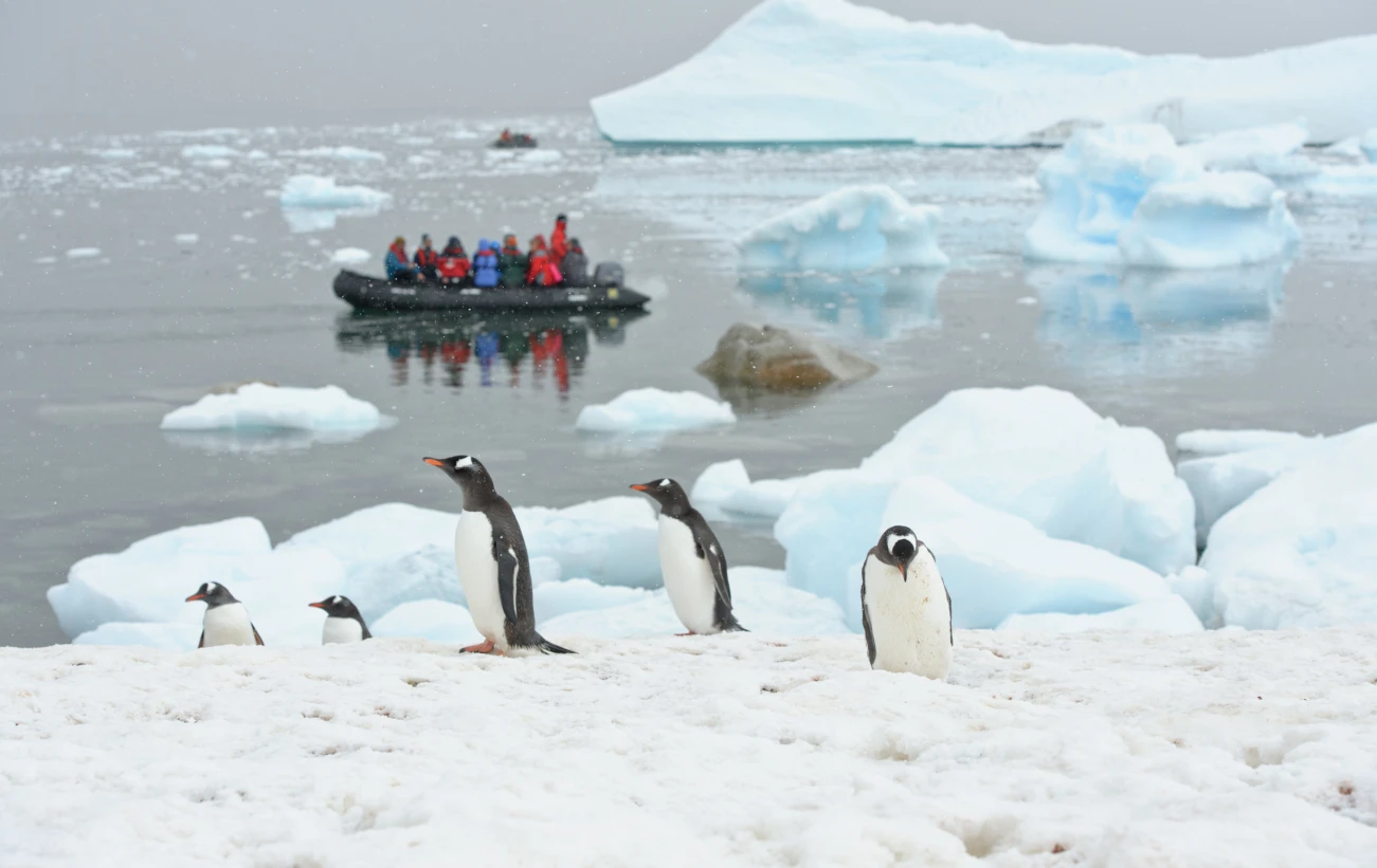 Observing penguins from the zodiacs.