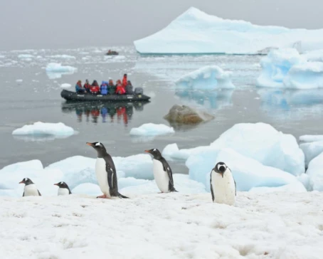Observing penguins from the zodiacs.