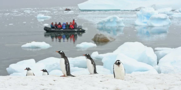 Observing penguins from the zodiacs.