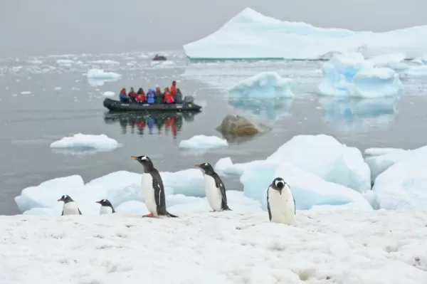 Observing penguins from the zodiacs.
