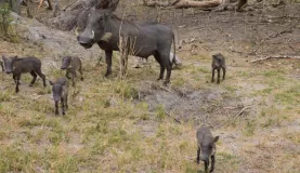 A sounder of Warthogs