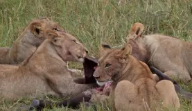 Lions on a kill in the Vumbura Concession