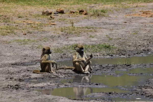 Vervet monkeys at the watering hole