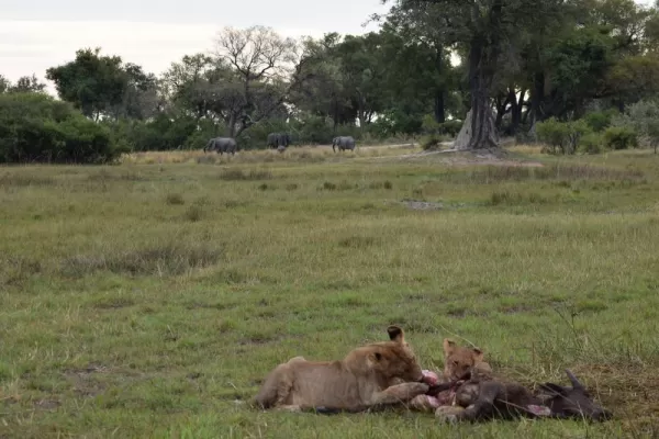Lions on a kill in Vumbura
