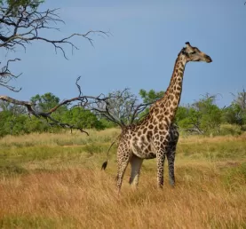 Giraffe